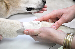 spay2