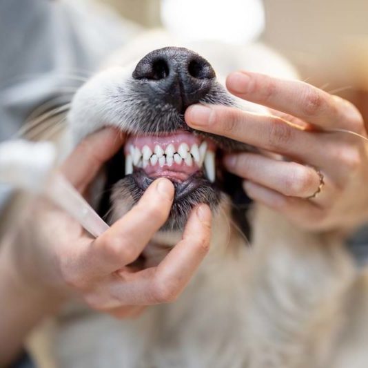 Dental Care
